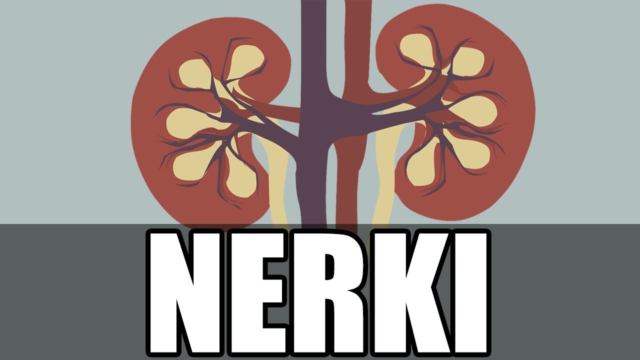 Jak działają nerki?