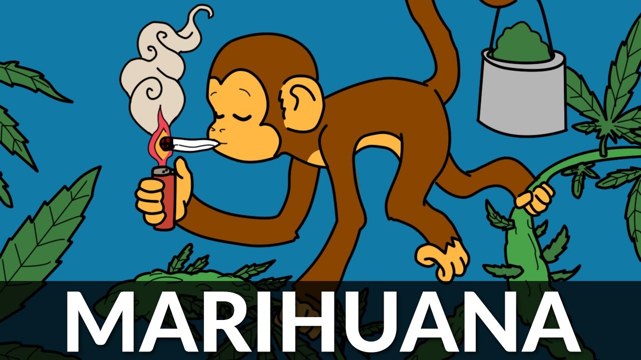 Jak zdelegalizowano marihuanę?