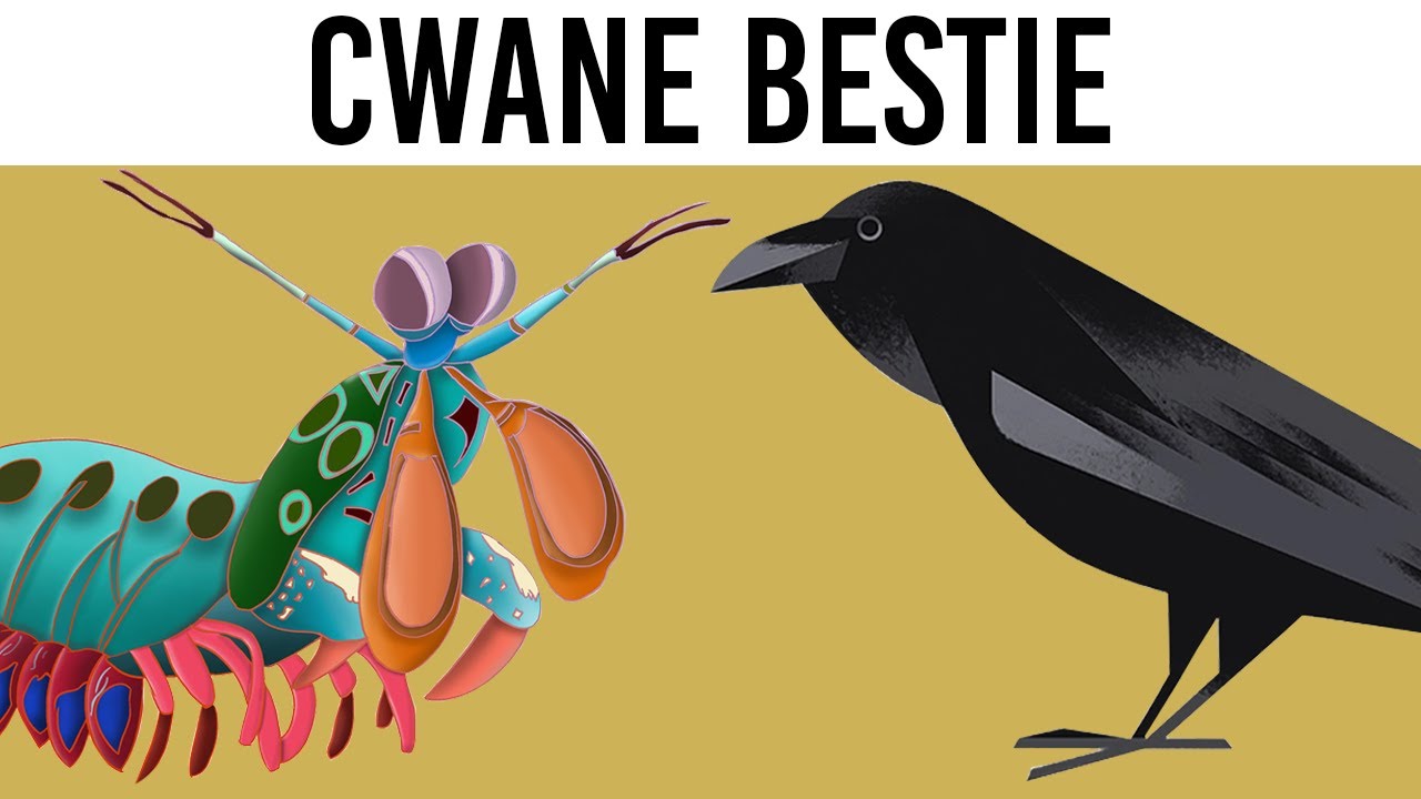 Jak zwierzęta kłamią i po co?