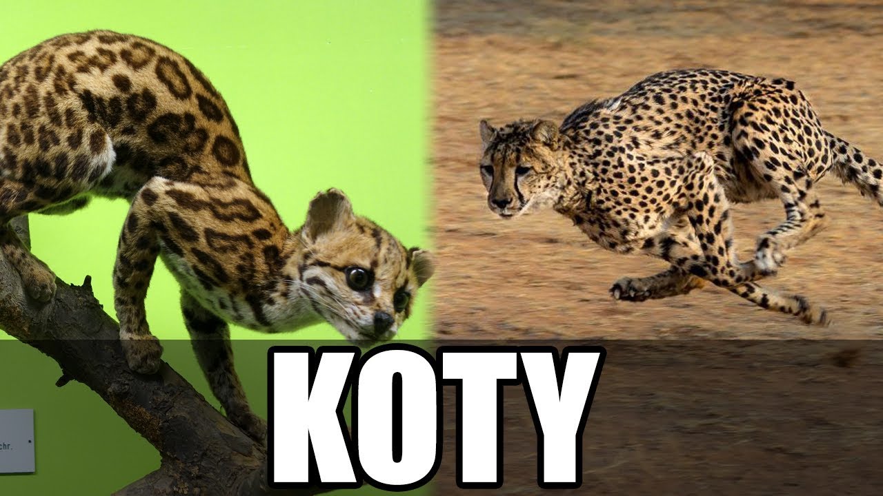 Jak działa kot?