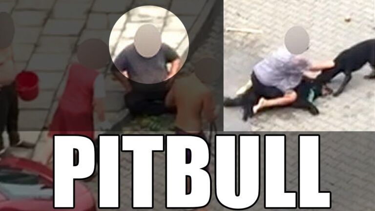 Pitbull morderca – Jak reagować w sytuacjach wysokiego ryzyka? Pitbull morderca – Jak reagować w sytuacjach wysokiego ryzyka?